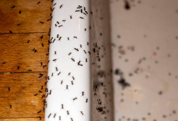 Best Pest Prevention Services  in Murraysville, NC