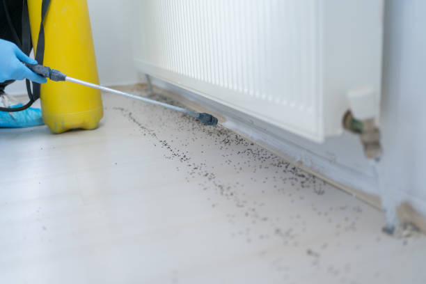 Best Bed Bug Extermination  in Murraysville, NC